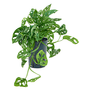 Monstera obliqua