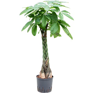 Pachira aquatica