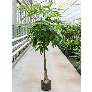 Pachira aquatica