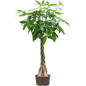 Pachira aquatica