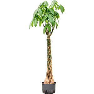 Pachira aquatica