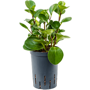 Peperomia obtusifolia 'Green Gold'