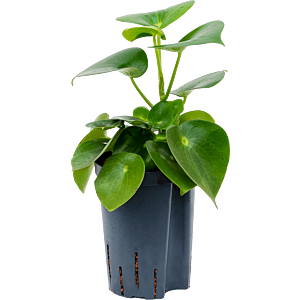 Peperomia polybotrya 'Raindrop'