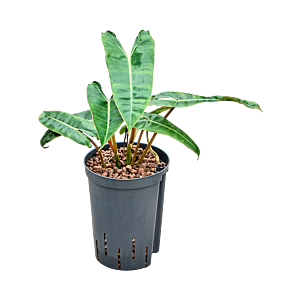 Philodendron 'Billietiae'
