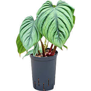 Philodendron 'Colombia'