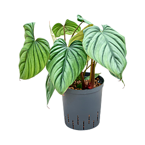 Philodendron 'Colombia'