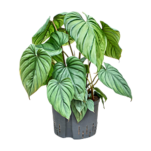 Philodendron 'Colombia'