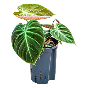 Philodendron 'El Choco Red'