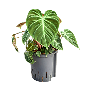 Philodendron 'El Choco Red'