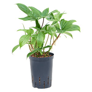 Philodendron 'Florida green'