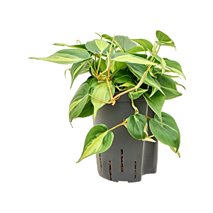 Philodendron scandens 'Brasil'