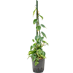 Philodendron scandens 'Brasil'