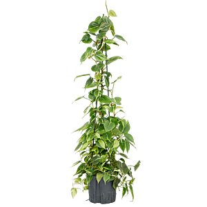 Philodendron scandens 'Brasil'