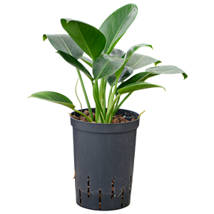 Philodendron 'Green Congo'
