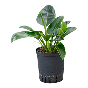 Philodendron 'Green Congo'