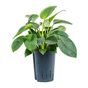 Philodendron 'Green Princess'