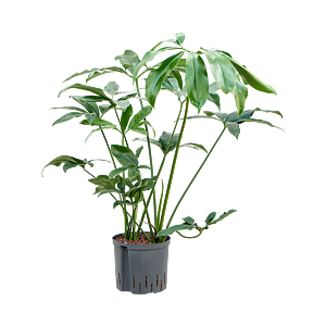 Philodendron 'Green Wonder'