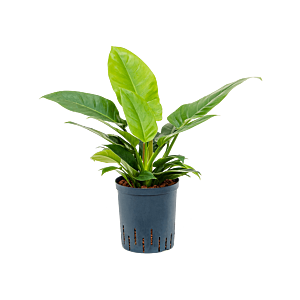 Philodendron 'Imperial Green'