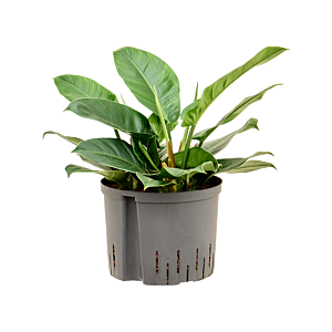 Philodendron 'Imperial Green'