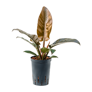 Philodendron 'Imperial Red'
