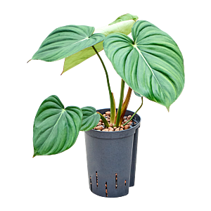 Philodendron 'Mc Dowell'