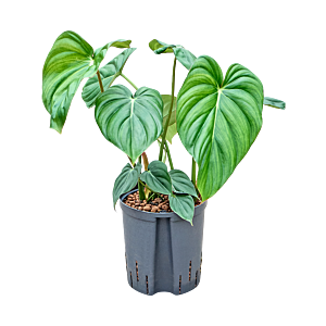 Philodendron 'Mc Dowell'
