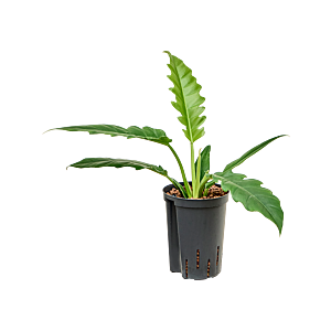 Philodendron 'Narrow'