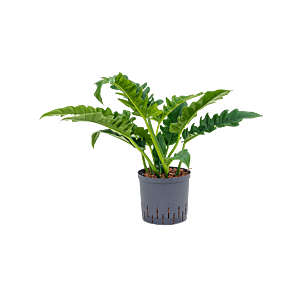 Philodendron 'Narrow'