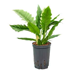 Philodendron selloum 'Narrow'