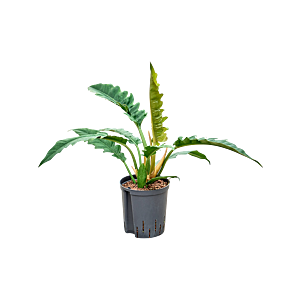 Philodendron selloum 'Narrow'