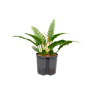 Philodendron selloum 'Narrow'