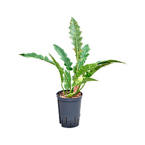 Philodendron narrow 'Ring of fire'