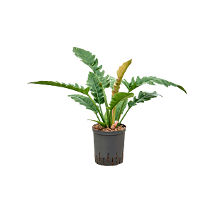 Philodendron narrow 'Ring of fire'