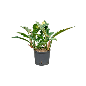 Philodendron narrow 'Ring of fire'