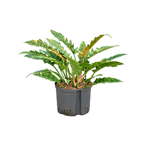 Philodendron narrow 'Ring of fire'