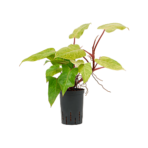 Philodendron 'Painted lady'