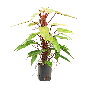 Philodendron 'Painted lady'