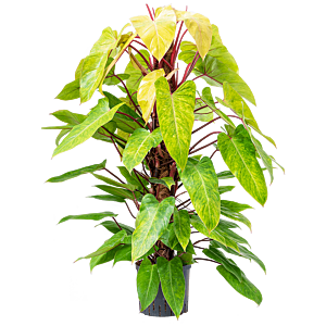 Philodendron 'Painted lady'