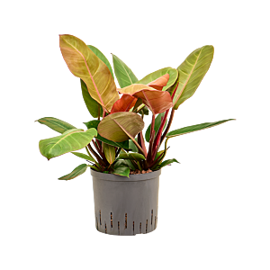 Philodendron 'Prince of Orange'