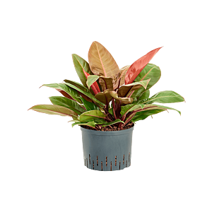 Philodendron 'Prince of Orange'