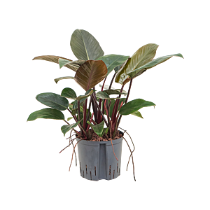 Philodendron 'Red beauty'