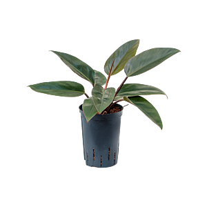 Philodendron 'Red Congo'
