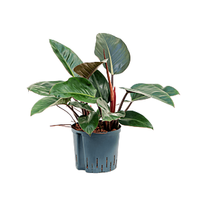 Philodendron 'Red Congo'