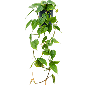 Philodendron scandens