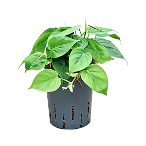 Philodendron scandens