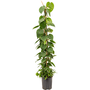 Philodendron scandens