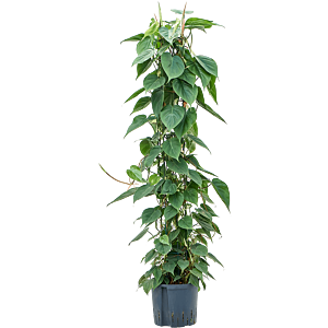 Philodendron scandens