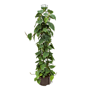 Philodendron scandens