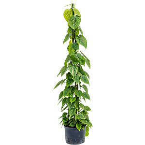 Philodendron scandens