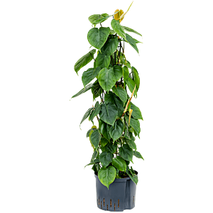 Philodendron scandens